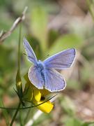 Common Blue (Polyommatus icarus)