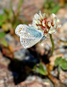 Common Blue (Polyommatus icarus)
