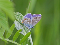 Common Blue (Polyommatus icarus)