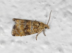 Olivenprydvikler (Celypha lacunana)