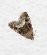 Marbled White Spot (Deltote pygarga)