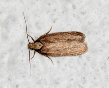 Depressaria emeritella