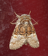 Nut-tree Tussock (Colocasia coryli)