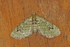 The V-Pug (Chloroclystis v-ata)