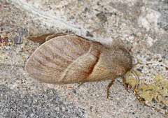Fox Moth (Macrothylacia rubi)