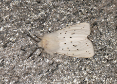 White Ermine (Spilosoma lubricipeda)