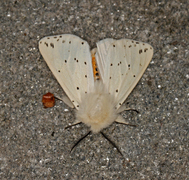 White Ermine (Spilosoma lubricipeda)