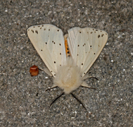 Punkttigerspinner (Spilosoma lubricipeda)