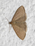 Marimjelleengmott (Anania fuscalis)