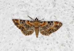 Revebjelledvergmåler (Eupithecia pulchellata)