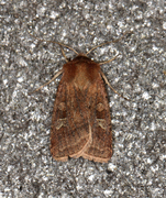 Small Square-spot (Diarsia rubi)