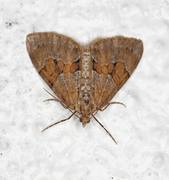 Grey Pine Carpet (Thera obeliscata)