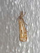 Hook-streaked Grass-Veneer (Crambus lathoniellus)