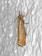 Årenebbmott (Chrysoteuchia culmella)