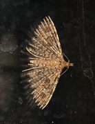 Many-plumed Moth (Alucita hexadactyla)