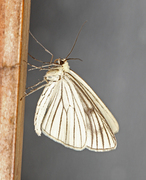 Black-veined Moth (Siona lineata)
