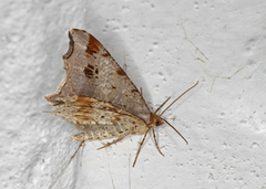Sharp-angled Peacock (Macaria alternata)