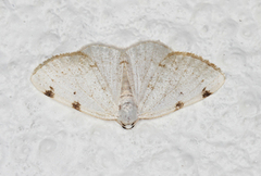 White-pinion Spotted (Lomographa bimaculata)