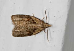 Common Tortrix (Capua vulgana)