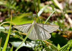 Black-veined Moth (Siona lineata)
