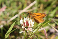 Large Skipper (Ochlodes sylvanus)