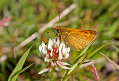 Large Skipper (Ochlodes sylvanus)