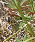 Common Blue (Polyommatus icarus)