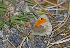 Engringvinge (Coenonympha pamphilus)