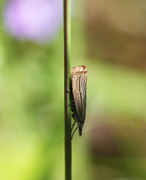 Garden Grass-veneer (Chrysoteuchia culmella)