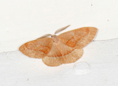 Barred Red (Hylaea fasciaria)