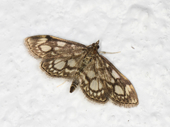 Hyllengmott (Anania coronata)