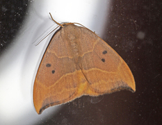 Oak Hook-tip (Watsonalla binaria)