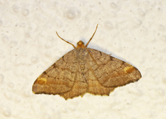 Tawny-barred Angle (Macaria liturata)