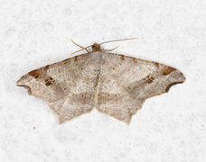 Sharp-angled Peacock (Macaria alternata)