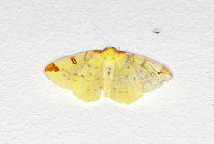 Sitronmåler (Opisthograptis luteolata)