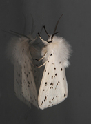 White Ermine (Spilosoma lubricipeda)