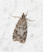 Common Grey (Scoparia ambigualis)