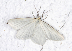 Black-veined Moth (Siona lineata)
