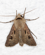 Heart and Dart (Agrotis exclamationis)