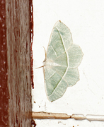 Light Emerald (Campaea margaritaria)