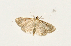 Sumpengmott (Anania perlucidalis)