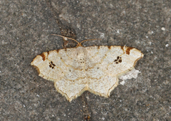 Gul buemåler (Macaria notata)