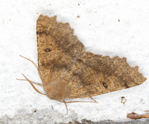 Scalloped Hazel (Odontopera bidentata)