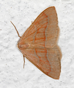 Barred Red (Hylaea fasciaria)