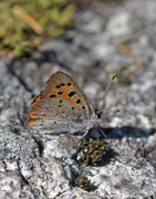 Ildgullvinge (Lycaena phlaeas)