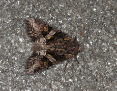 Beautiful Brocade (Lacanobia contigua)