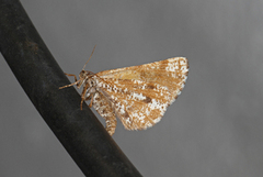 Bordered White (Bupalus piniaria)