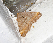 Tawny-barred Angle (Macaria liturata)