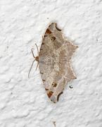 Sharp-angled Peacock (Macaria alternata)