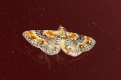 Revebjelledvergmåler (Eupithecia pulchellata)